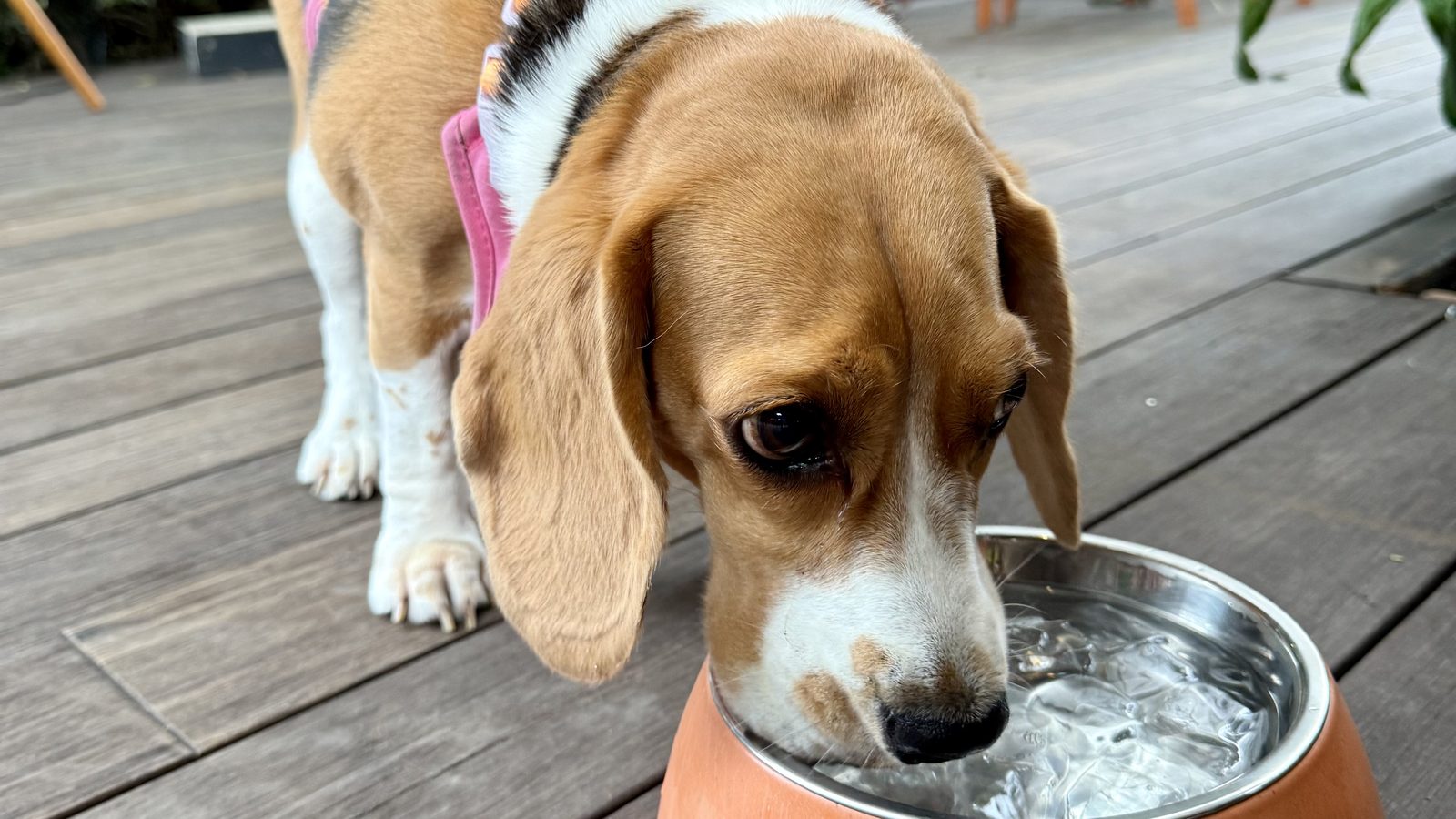 Beagle trinkt aus einem Napf mit Eiswürfeln im Wasser