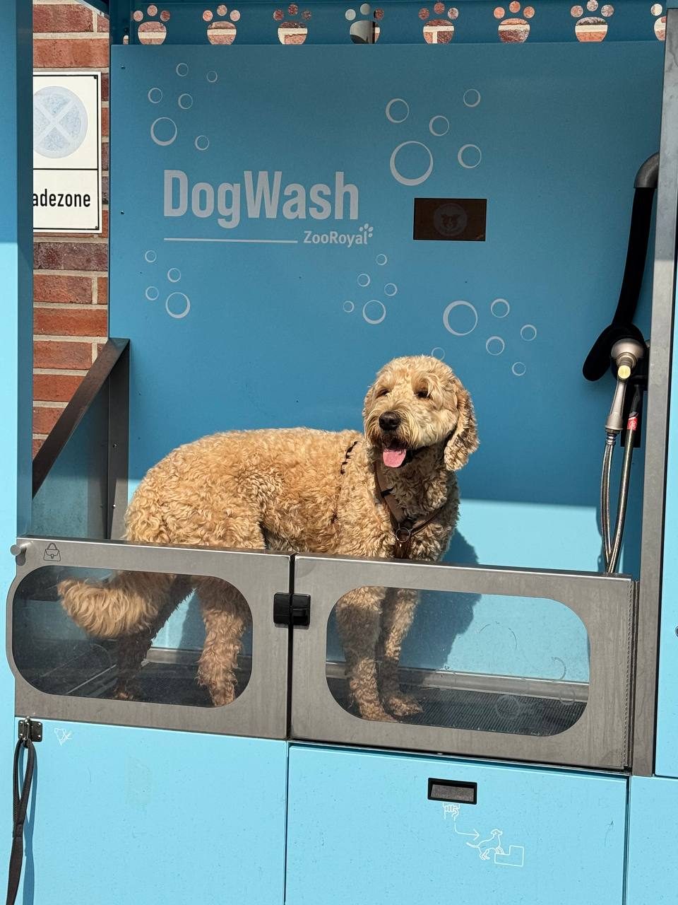 Nala, ein Goldendoodle, steht in der erhöhten Wanne einer SB-Hundewaschbox mit Brause und Bedienfeld
